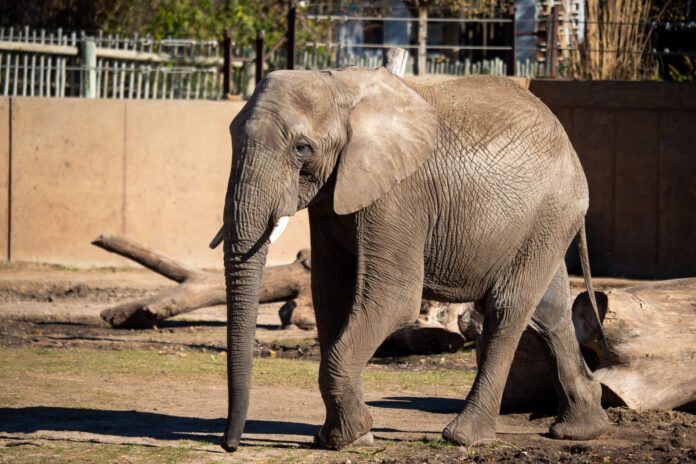 African elephant Titan begins new life at Zoo Atlanta