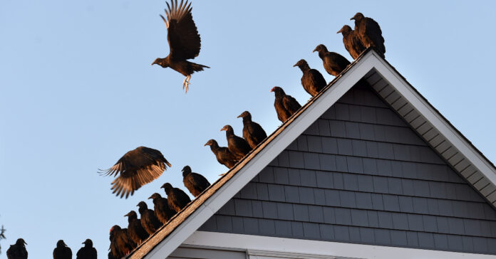 Vultures Swarm DeKalb County Neighborhood